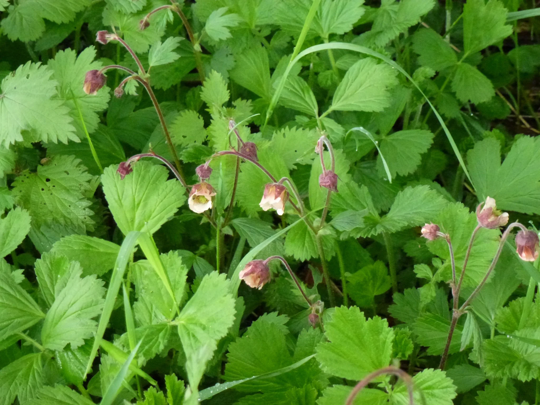MURRAL Geum rivale bustier (Ivory) ミューラル Geum rivale – Secret Garden Growers